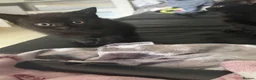 Mixed Breed cats for sale: Lilac seal point bsh x kittens  - Advert 6