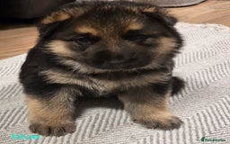 German Shepherd dogs for sale: German shepard puppies  - Image 3