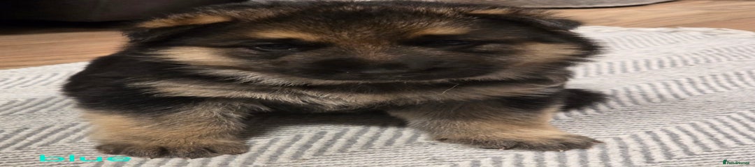 German Shepherd Puppy 1