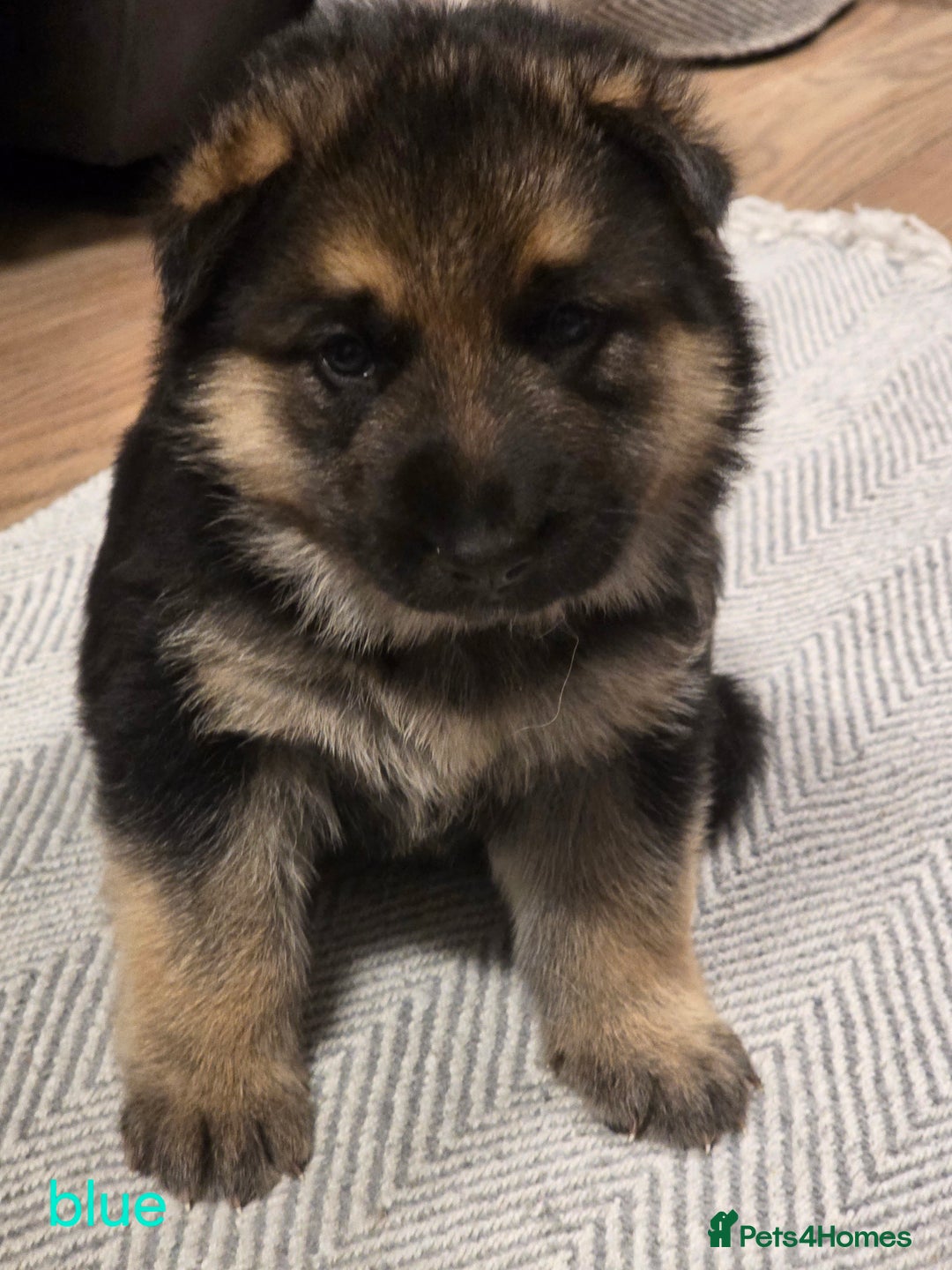 German Shepherd dogs for sale: German shepard puppies  - Image 3