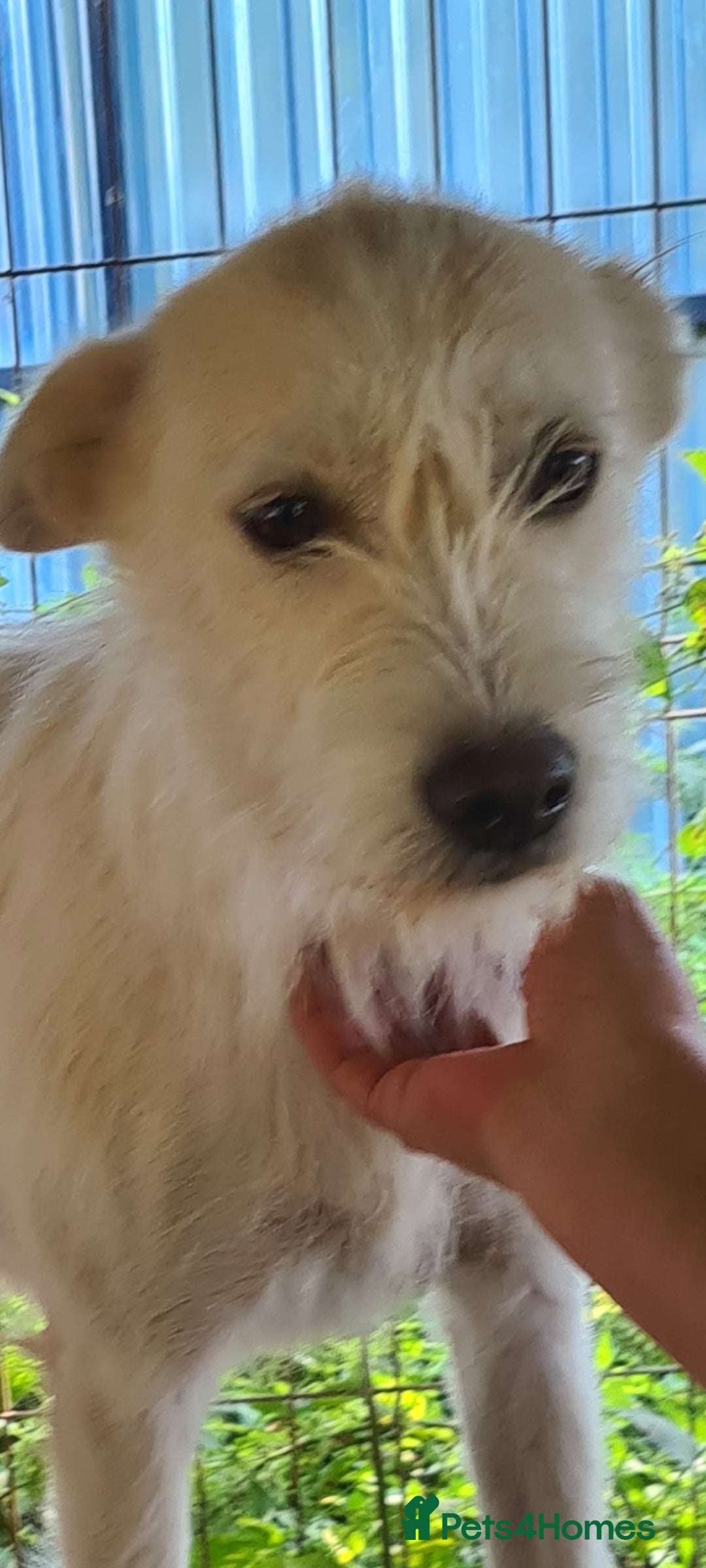 Mixed Breed dogs for adoption: ENYA. 15kg. 20 inch tall  - Image 1