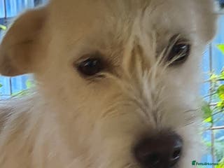 Mixed Breed dogs ENYA. 15kg. 20 inch tall - Advert 5