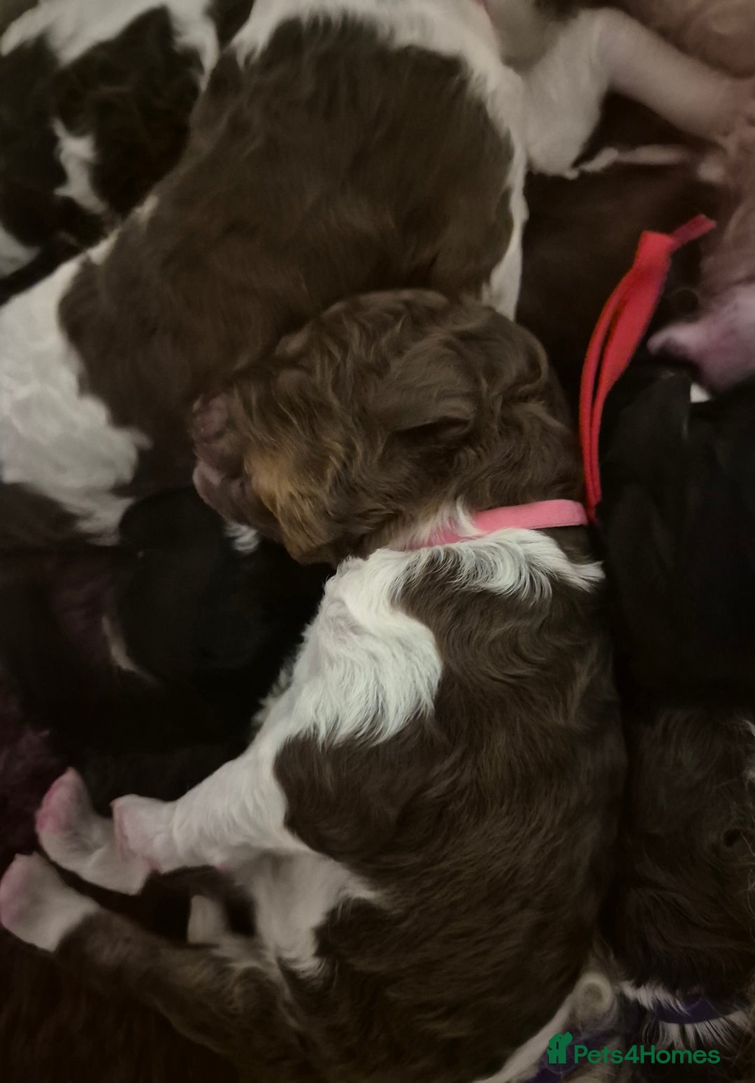 Standard Poodle dogs for sale: Beautiful KC registered parti tris - Advert 19