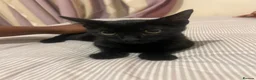Domestic Shorthair cats for sale: Kitten for sale  in Manchester - Advert 1