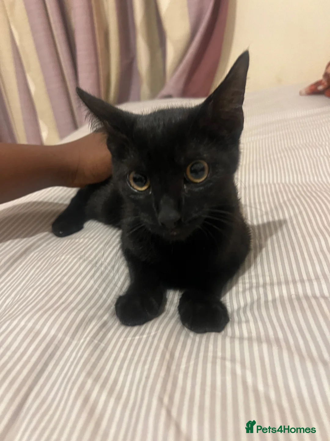 Domestic Shorthair cats for sale: Kitten for sale  in Manchester - Advert 1