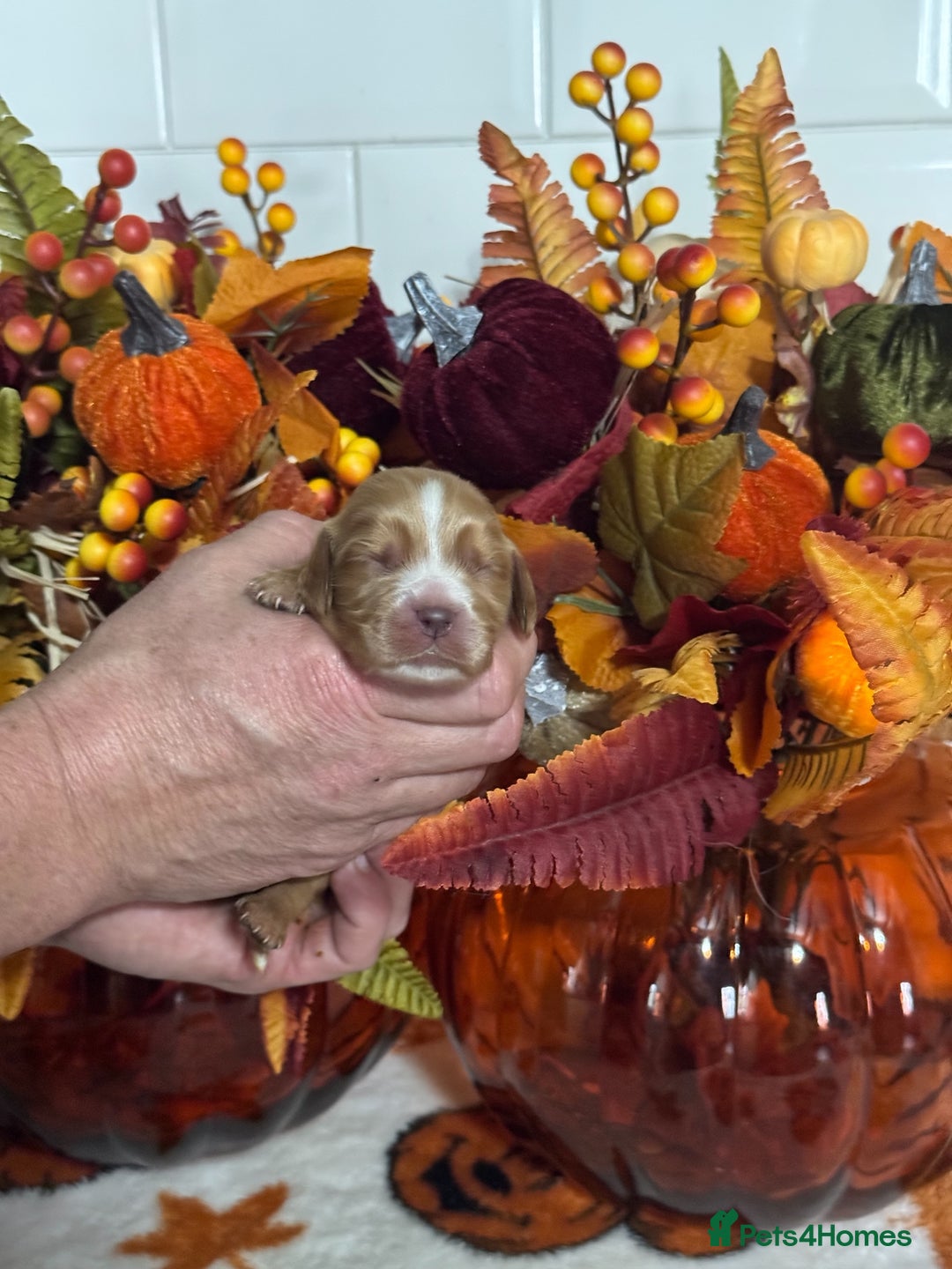 Cocker Spaniel dogs for sale: 1 boy kc cocker spaniel puppies fully dna tested  - Image 12
