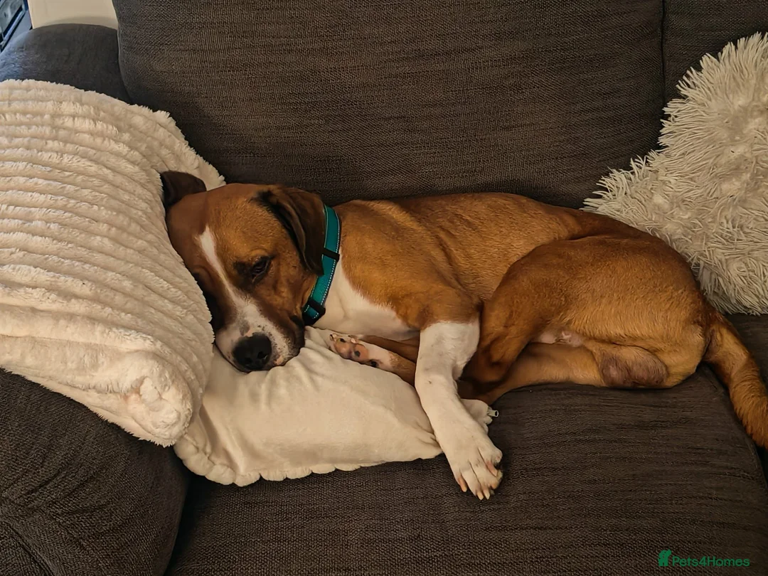 Mixed Breed dogs for sale: Loveable family dog for rehoming  in Bedworth - Advert 4