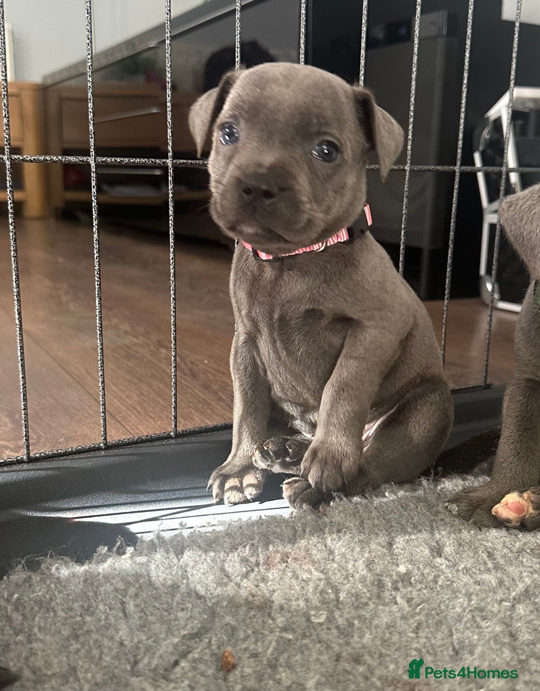 Staffordshire Bull Terrier dogs for sale: Stunning Blue staffy KC Registered Bullscaff Pups - Image 8
