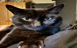 Bombay cats for sale: Black male cat - Image 1