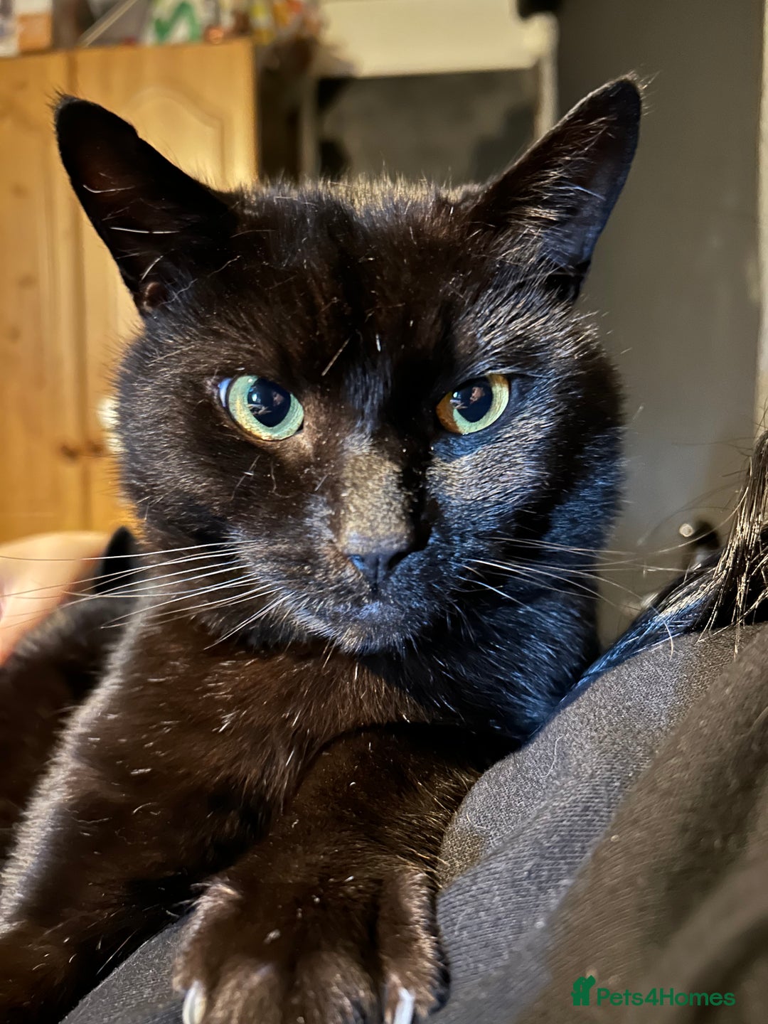 Bombay cats for sale: Black male cat - Image 1