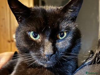 Bombay cats - Advert 3