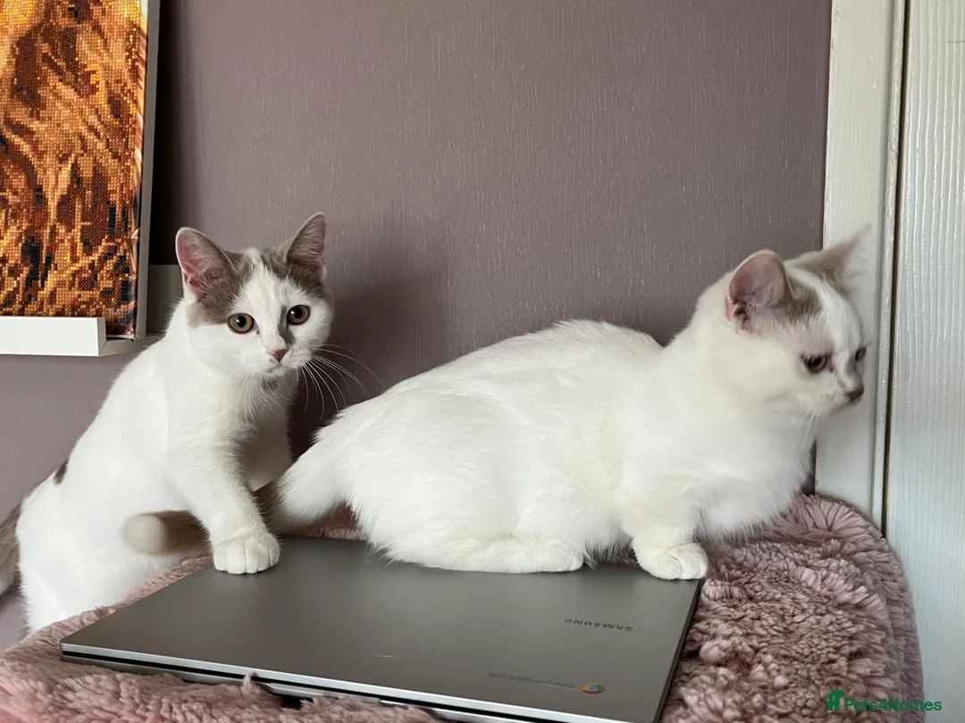 Munchkin cats for sale: Super short legs Munchkin kittens  - Advert 1