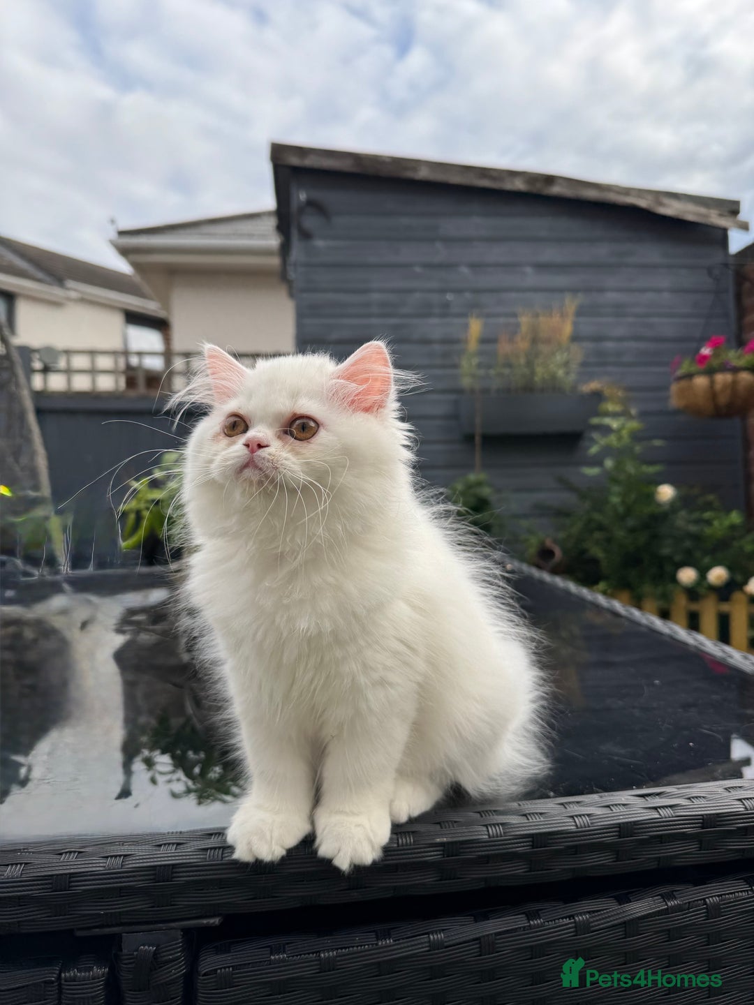 Persian cats for sale: 2 white Gorgeous Persian Boys - Image 34