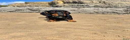 Dachshund dogs for sale: Black and tan in Blackwood - Advert 5