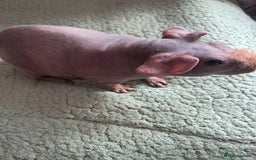 Guinea Pig rodents for sale: BEAUTIFUL SKINNY BOAR  - Image 2