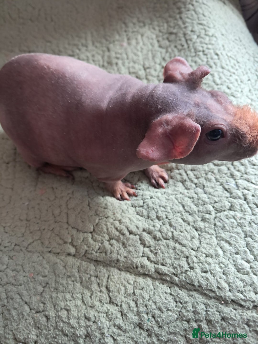 Guinea Pig rodents for sale: BEAUTIFUL SKINNY BOAR  - Image 2