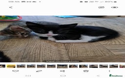 British Shorthair cats for sale: Black and white kitten and tabby - Image 3