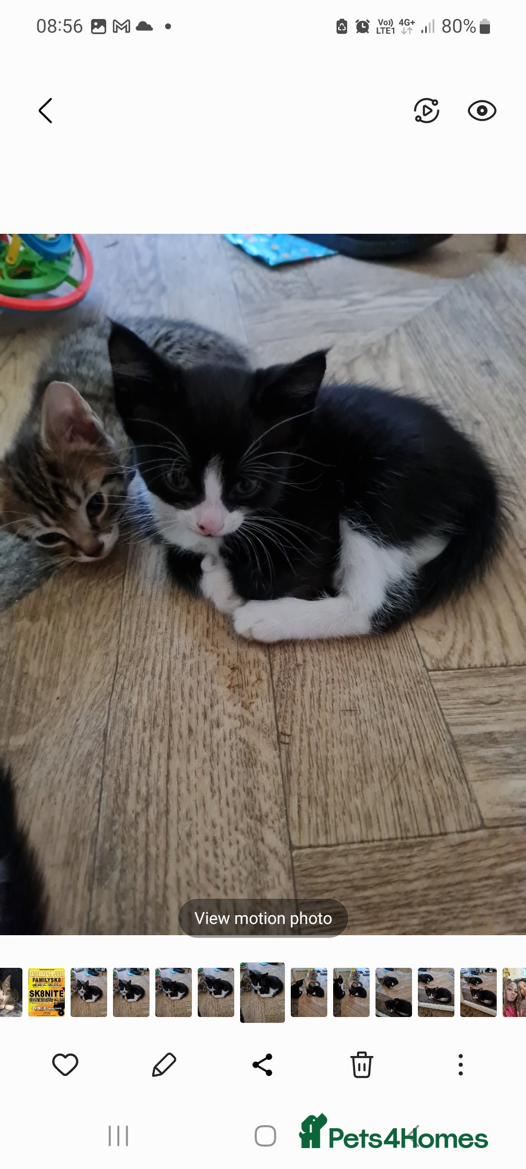 British Shorthair cats for sale: Black and white kitten and tabby - Image 3