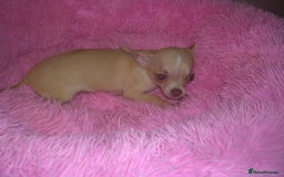 Chihuahua dogs for sale: Full Breed Chihuahua puppies - Image 3