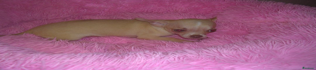 Chihuahua Puppy 1 Charlie