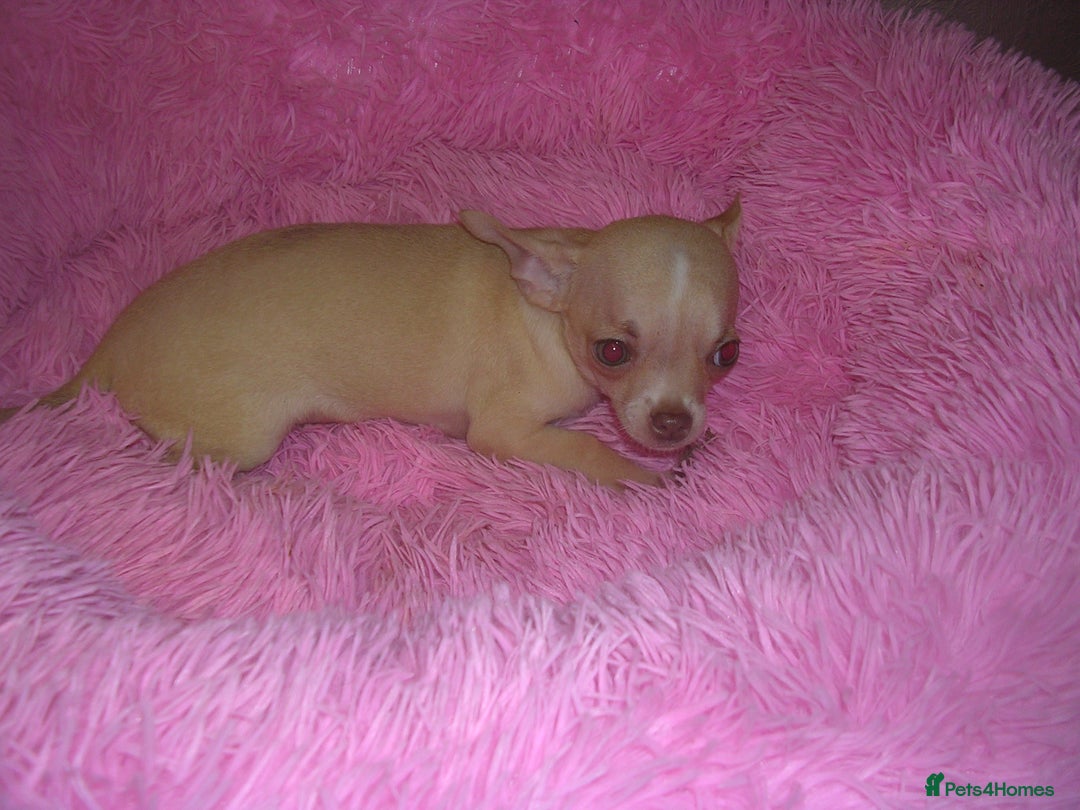 Chihuahua dogs for sale: Full Breed Chihuahua puppies - Image 3