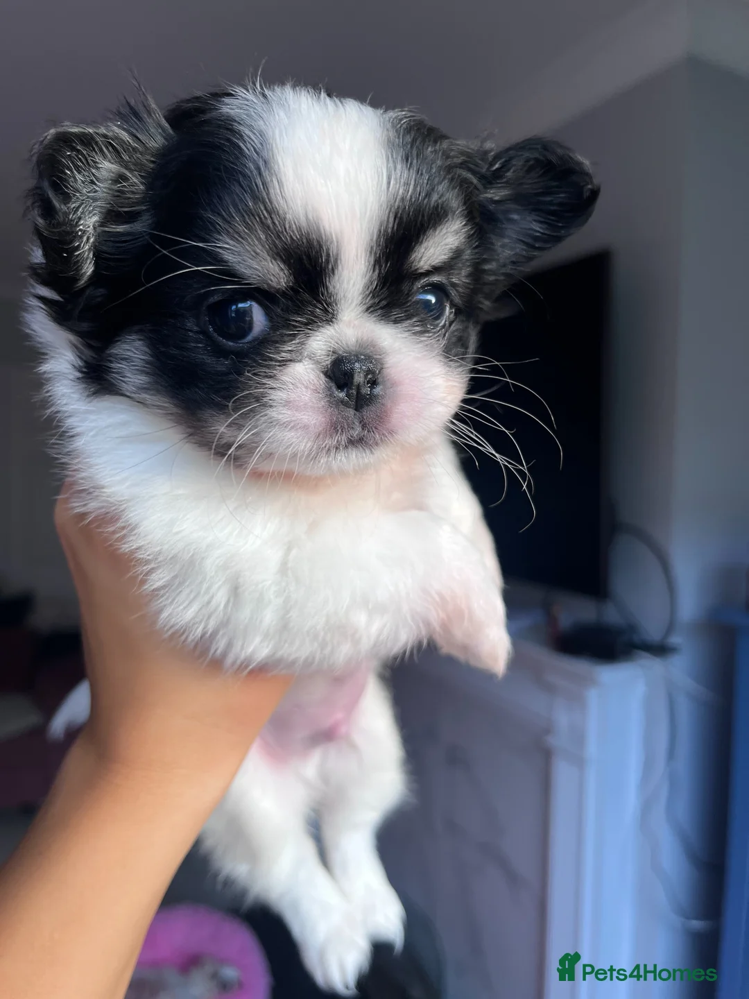 Chihuahua dogs for sale: Long Coat Chihuahua Boys Outstanding Quality ⭐️ - Advert 28