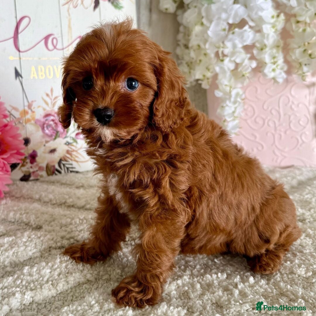 Cavapoo dogs for sale: Beautiful Toy Cavapoo Puppies for sale - Image 9