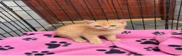 Mixed Breed cats for sale: Litter of kittens for sale - Advert 3
