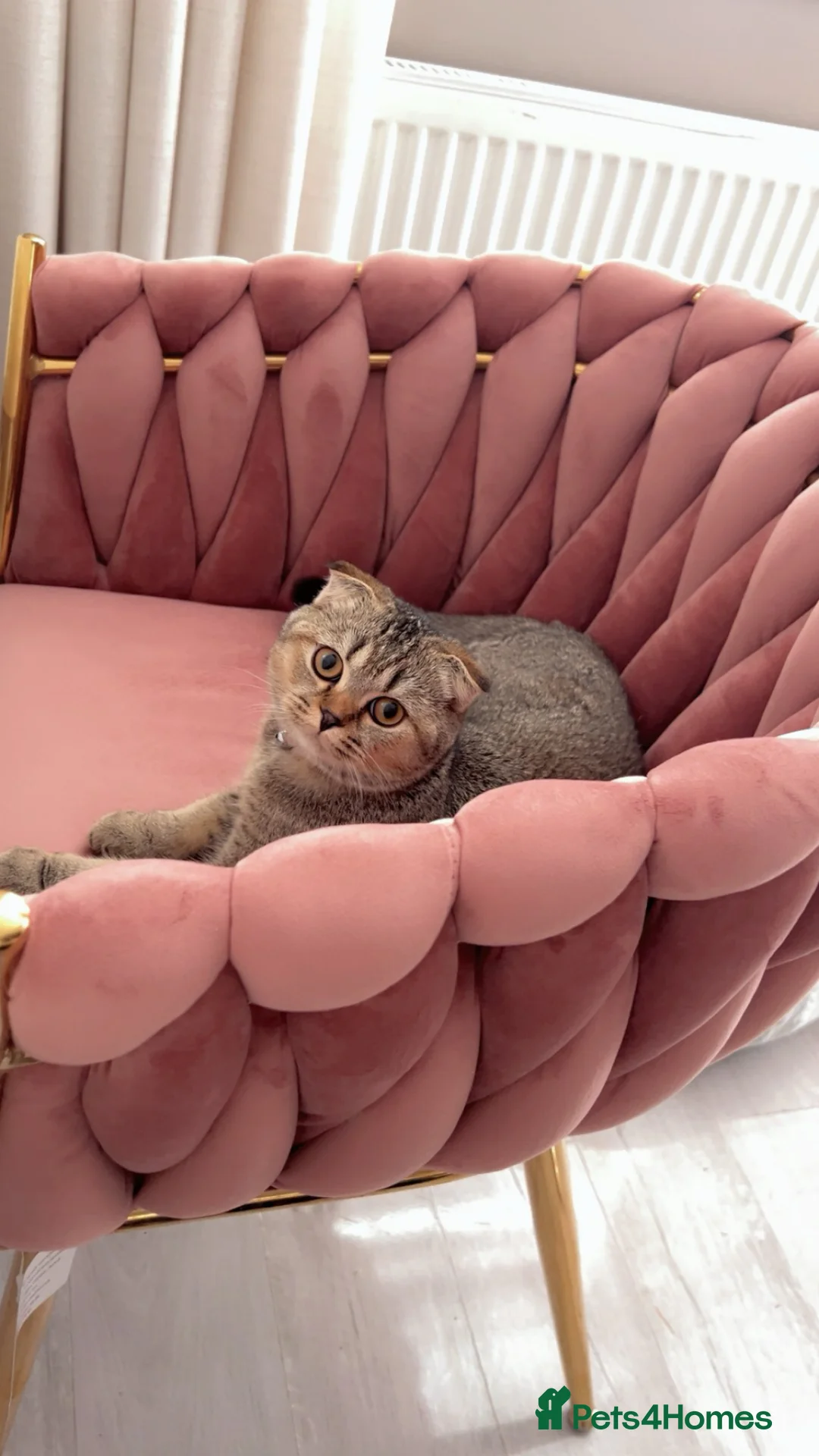 Scottish Fold cats for sale: Pure Scottish fold - Advert 9