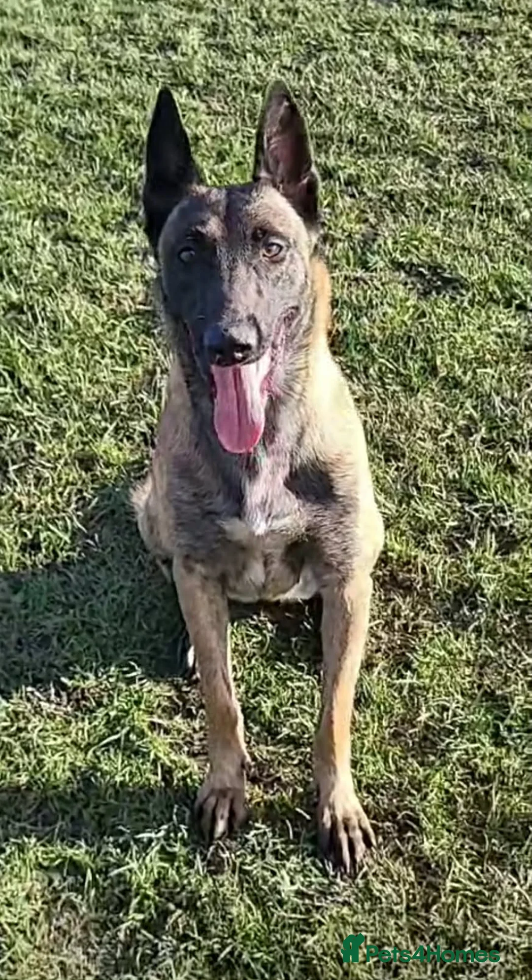 Belgian Shepherd Dog dogs for sale: Top quality Malinois puppies protectioning line - Advert 1