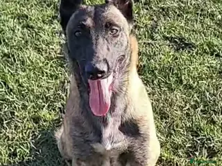 Belgian Shepherd Dog dogs Top quality Malinois puppies protectioning line - Advert 2