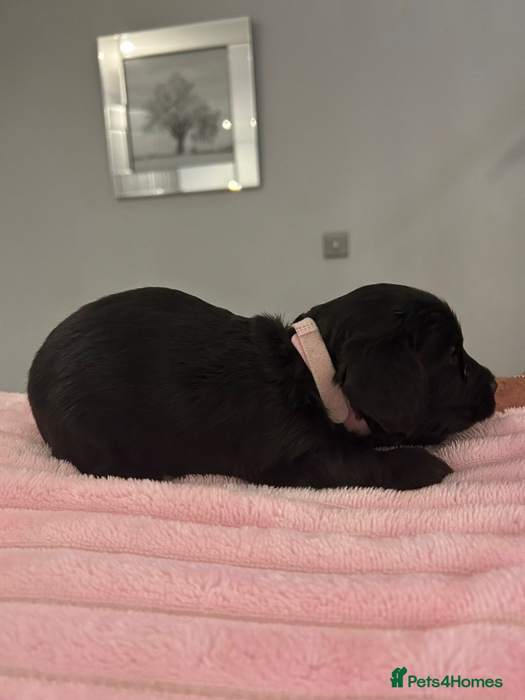 Mixed Breed dogs for sale: Doxiepoo pups - Advert 11