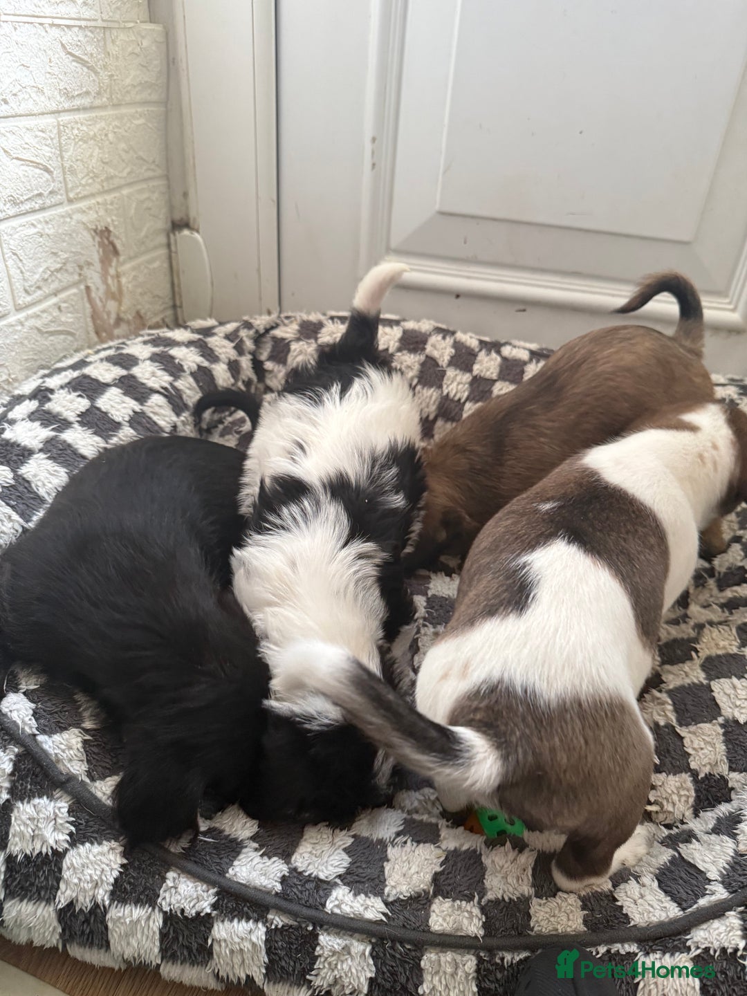 Mixed Breed dogs for sale: 4beautiful terrierxGerman ShepherdxLabrador puppy - Image 19