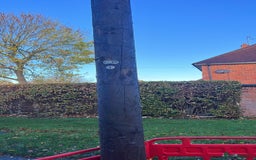 American Curly Horse horses for sale: Hose  - Image 1