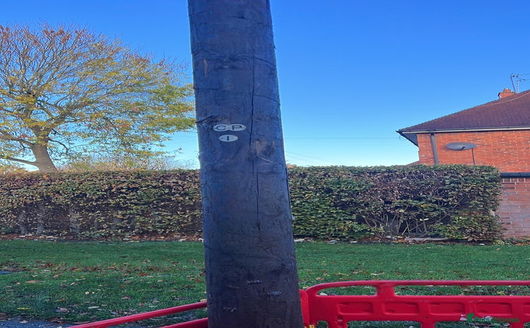 American Curly Horse horses - Advert 1