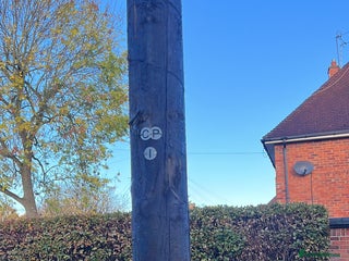 American Curly Horse horses - Advert 15