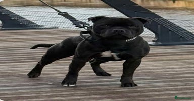 Staffordshire Bull Terrier dogs - Advert 2