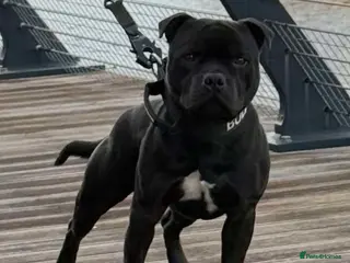 Staffordshire Bull Terrier dogs BILL - BLACK CHAMPION - BLUE GENE - Advert 5