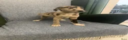 Mixed Breed dogs for sale: Blue Merle Border Collie x Lurcher Puppies  - Advert 32