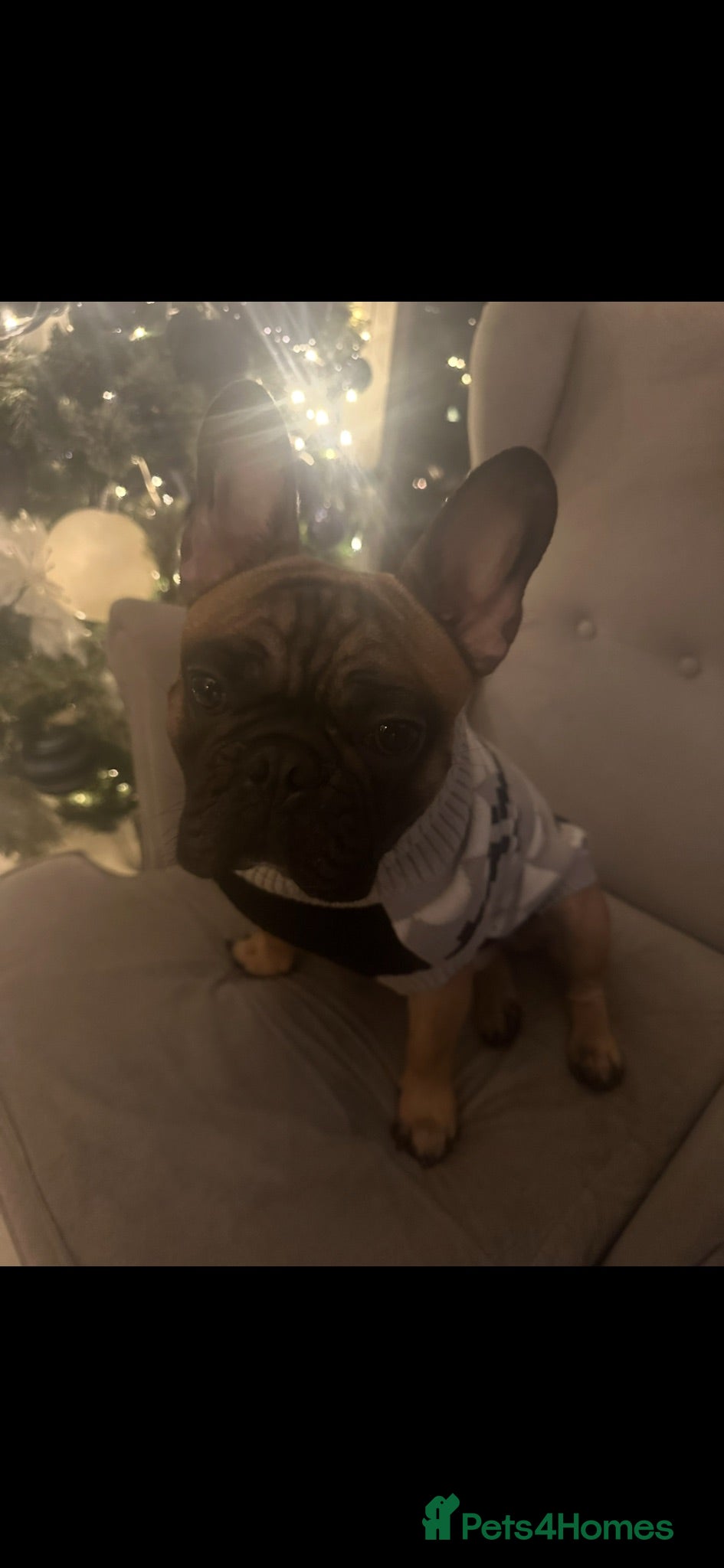 French Bulldog dogs dog for stud french bull dog 2 years old  - Advert 2