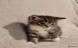 Russian Blue cats for sale: Kittens for sale - Advert 4