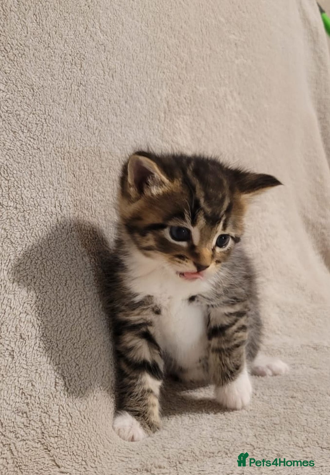 Russian Blue cats for sale: Kittens for sale - Advert 4