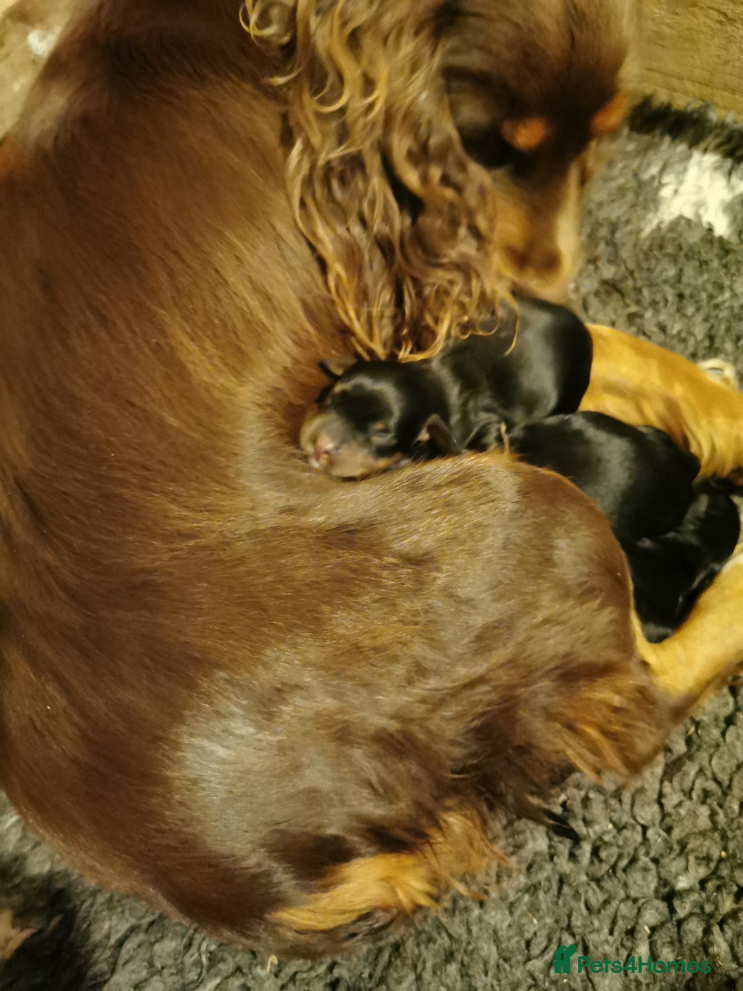 Cocker Spaniel dogs for sale: Gamekeeper bred kc reg working cocker puppys - Advert 9