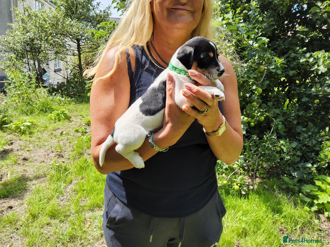 Jack Russell dogs for sale: Tri coloured & caramel JRT pups from organic farm - Image 6