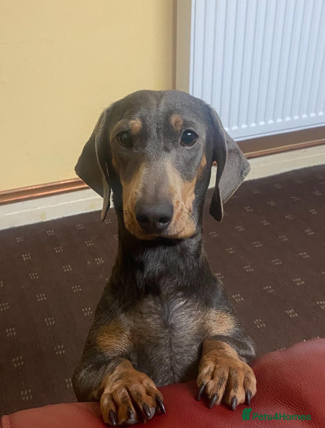Dachshund dogs for sale: beautiful dachshunds puppies for sale  - Image 11