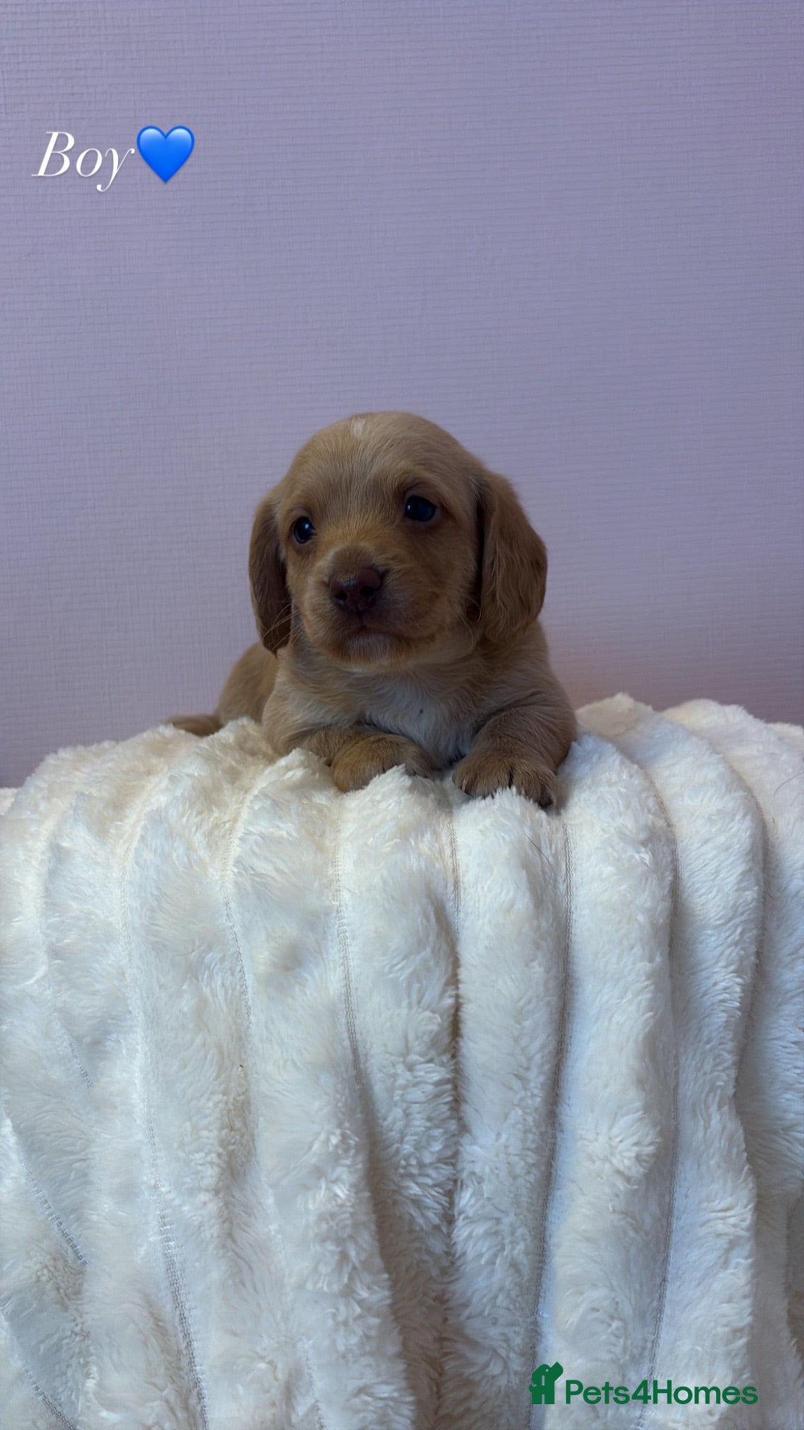 Doxiepoo dogs 🐾F1 Doxiepoo puppies- ONLY 3 LEFT🐾 - Advert 2