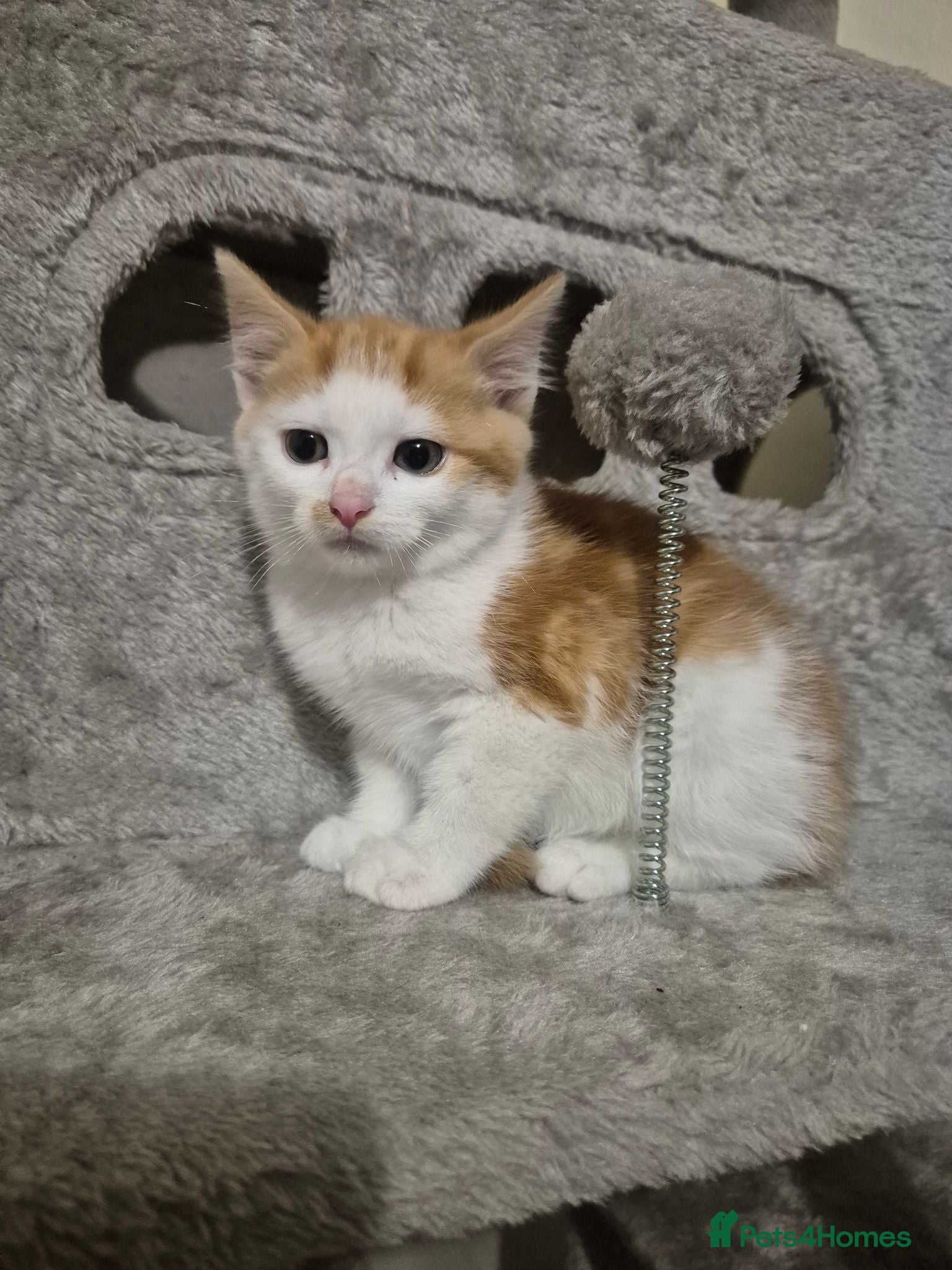 Mixed Breed cats Gorgeous kittens  - Advert 13