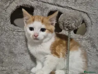 Mixed Breed cats Gorgeous kittens - Advert 13