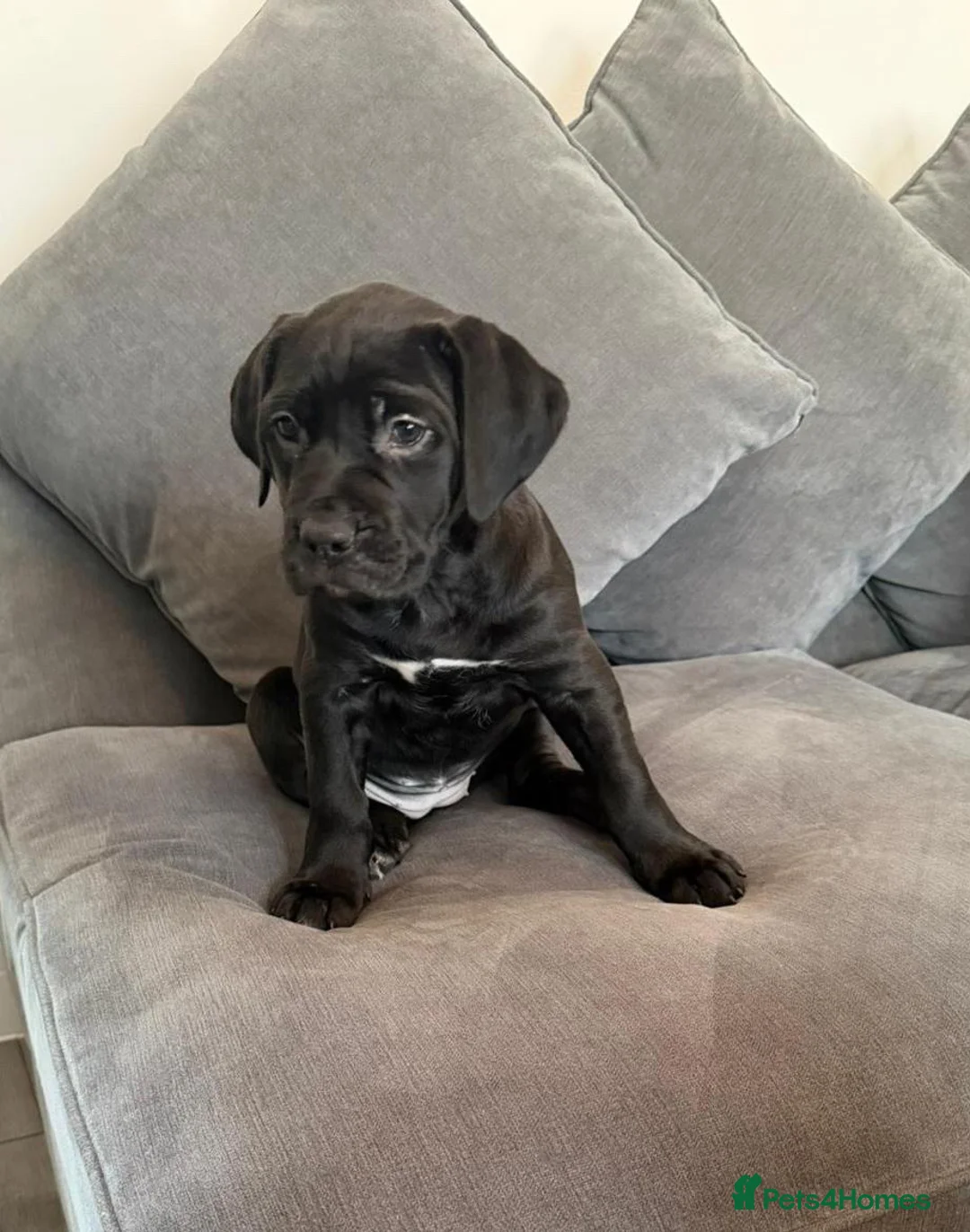 Mixed Breed dogs for sale: Boy and girl ready to go😍 - Advert 4