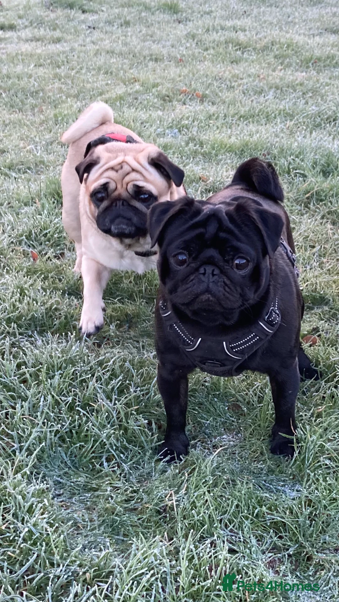 Pug dogs for stud: Health tested black pug stud  in Stevenage - Advert 18